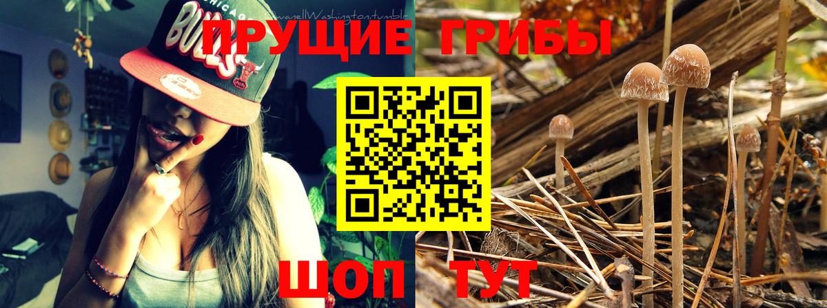 Галлюциногенные грибы Psilocybe  Вход с VPN  Томск 